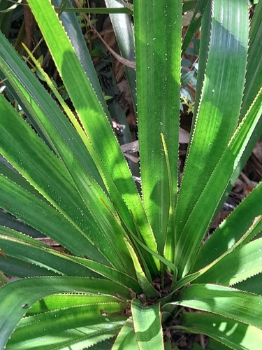 Greigia sphacelata