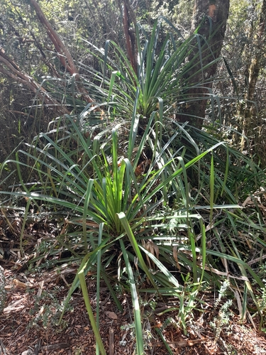 Greigia sphacelata