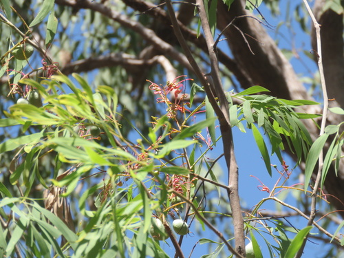Grevillea heliosperma