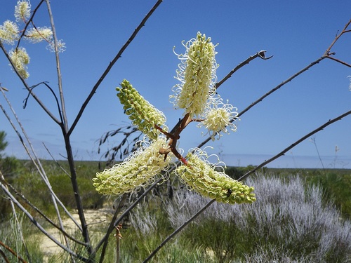 Grevillea leucopteris