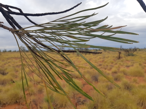 Grevillea pyramidalis subsp. leucadendron