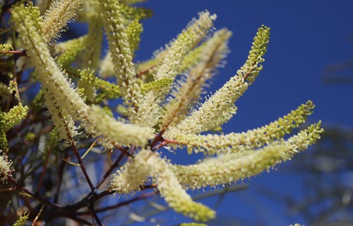 Grevillea pyramidalis