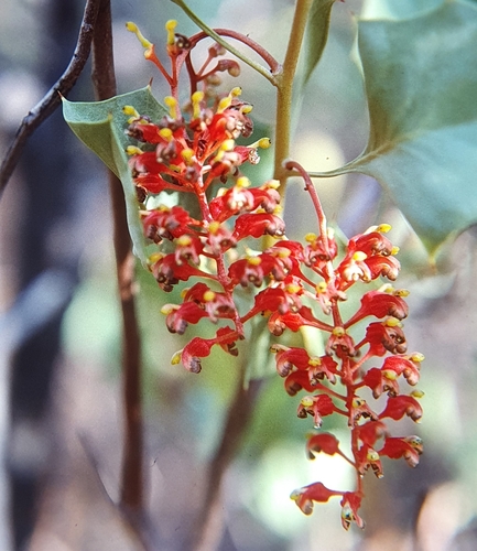 Grevillea wickhamii