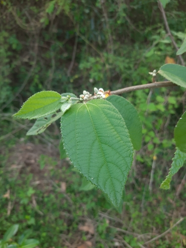 Grewia abutilifolia