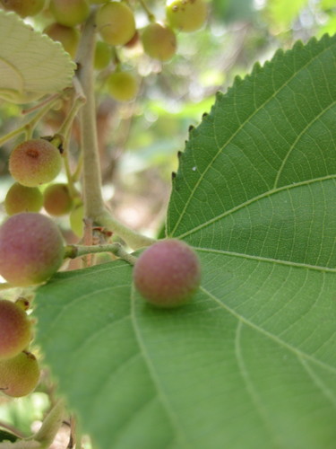 Grewia asiatica