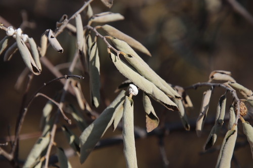 Grewia bicolor