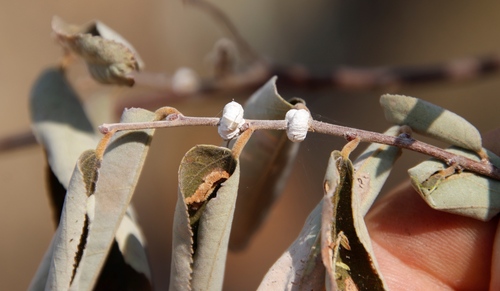 Grewia bicolor