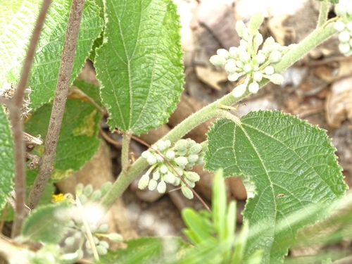 Grewia cissoides