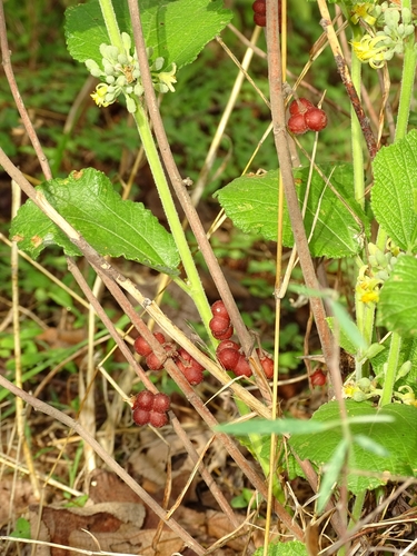 Grewia cissoides