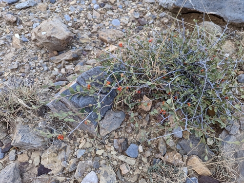 Grewia erythraea