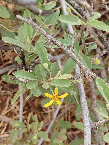 Grewia flava