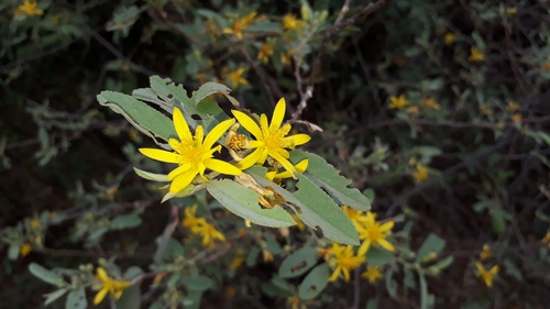 Grewia flava