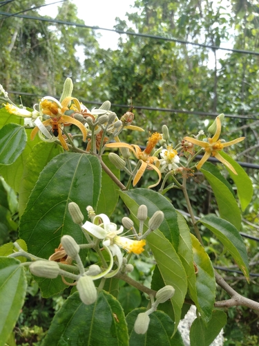 Grewia laevigata