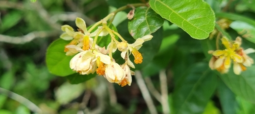 Grewia microthyrsa