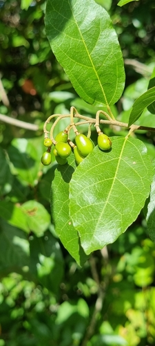 Grewia microthyrsa