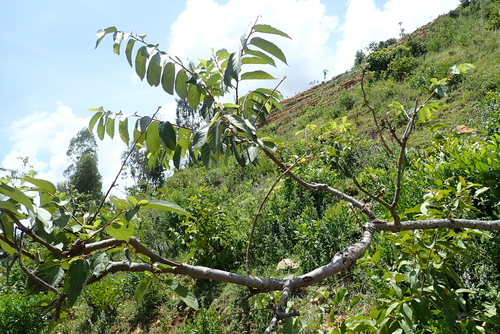 Grewia mollis