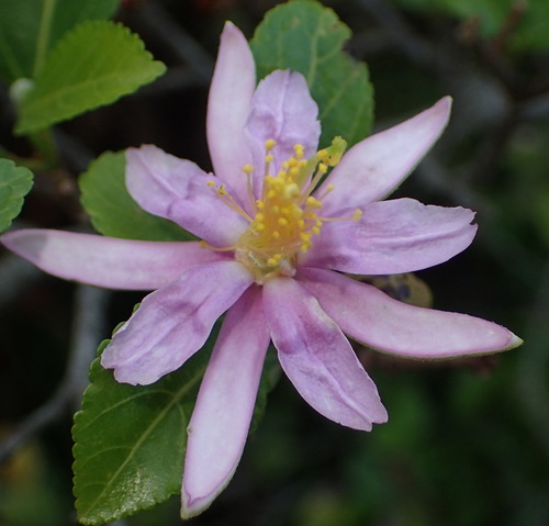 Grewia occidentalis