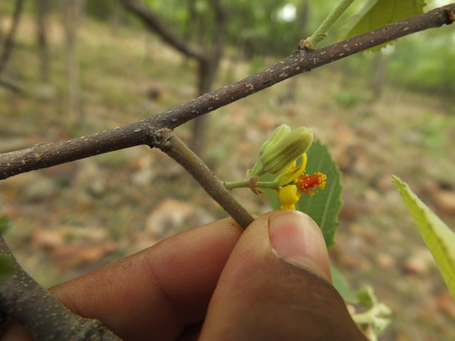 Grewia orbiculata