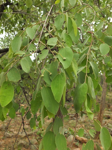 Grewia orbiculata