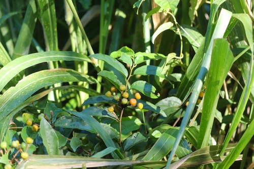 Grewia orientalis