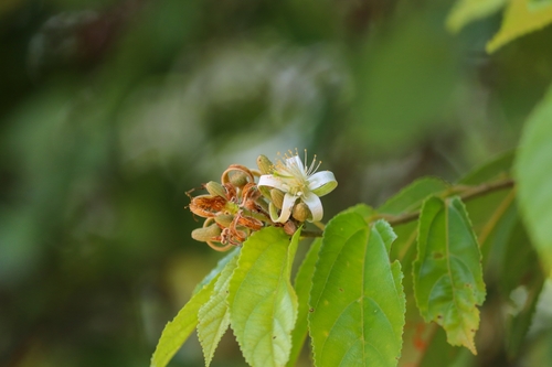 Grewia orientalis