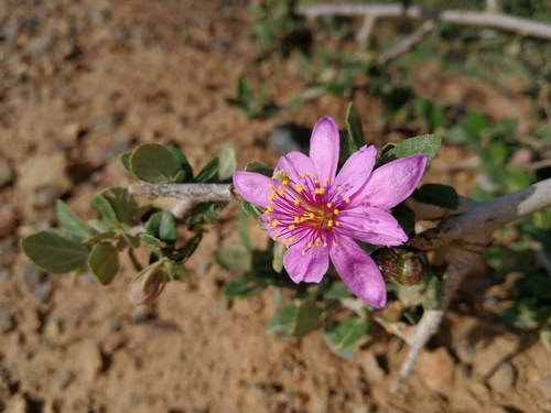 Grewia robusta