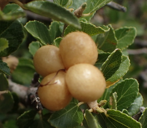 Grewia robusta