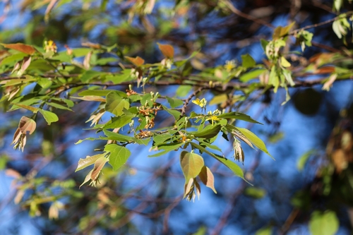 Grewia rothii
