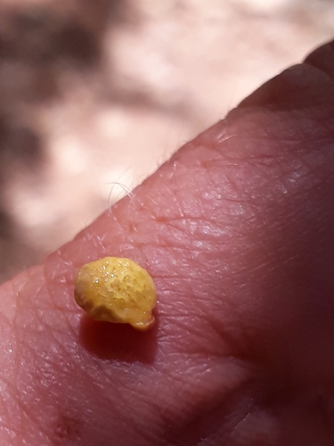 Grewia tenax
