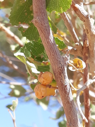 Grewia tenax