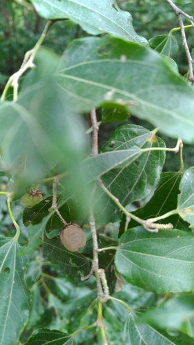Grewia triflora