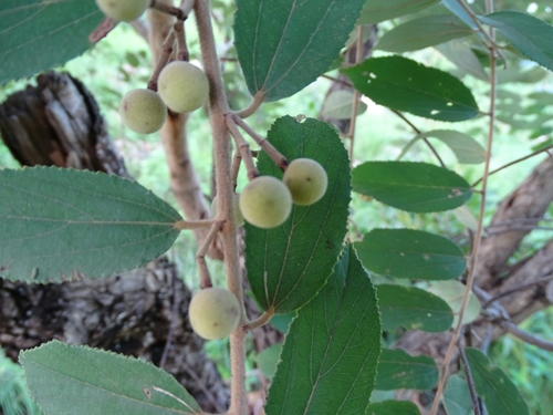 Grewia venusta