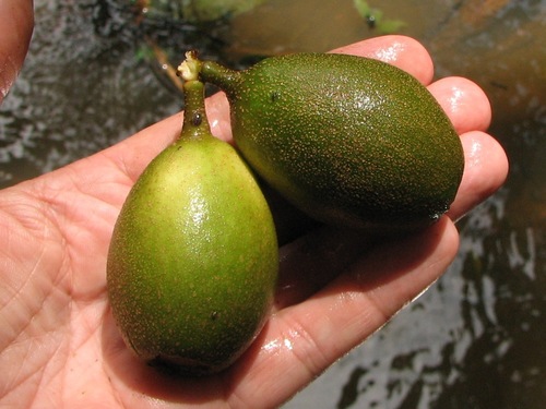 Grias cauliflora
