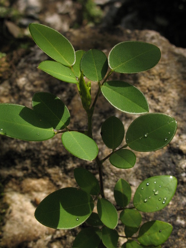 Grona adscendens