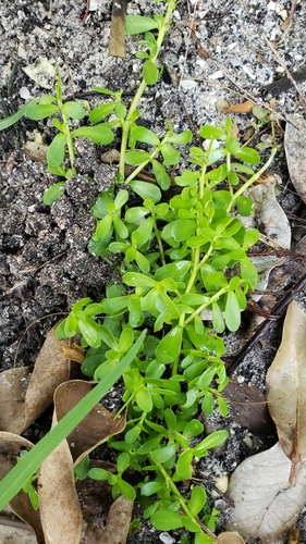 Guapira discolor