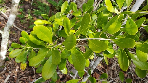 Guapira discolor