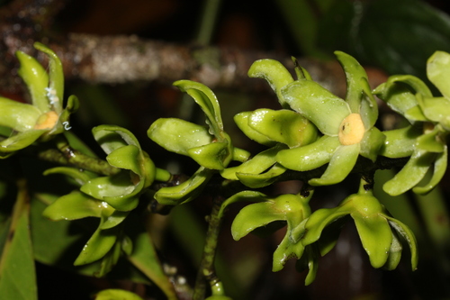 Guatteria blepharophylla