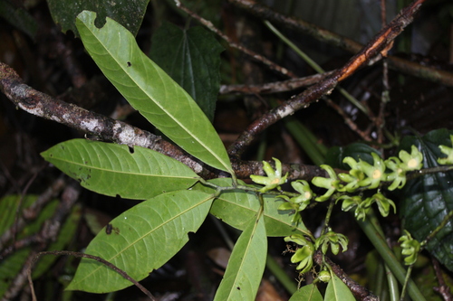 Guatteria blepharophylla