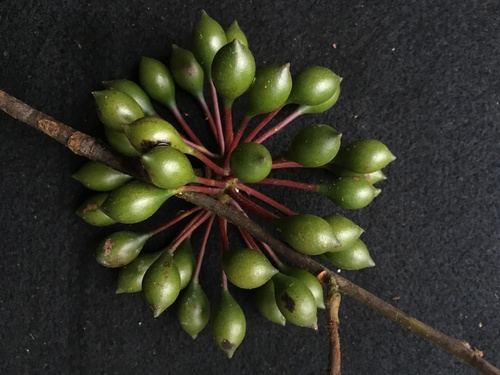Guatteria punctata