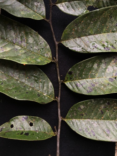 Guatteria punctata