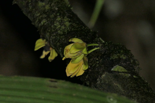 Guatteria scandens