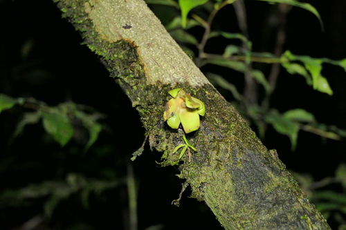 Guatteria scandens