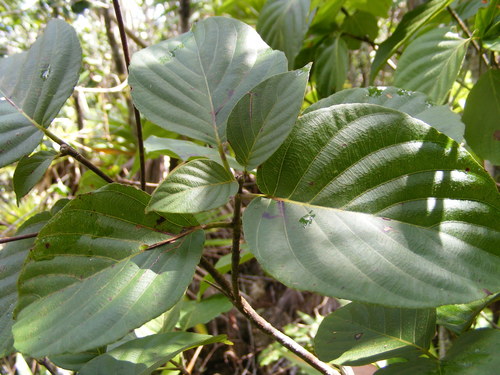 Guettarda argentea