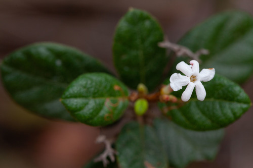 Guettarda scabra