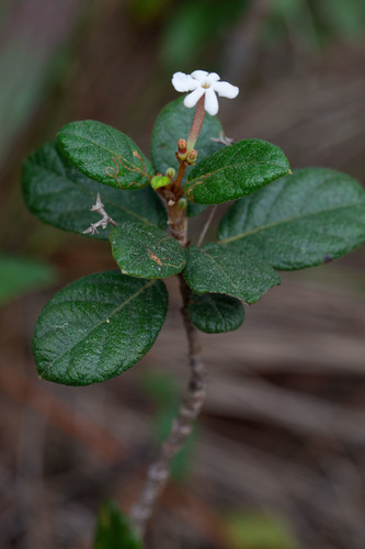 Guettarda scabra