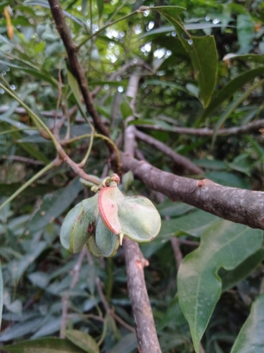 Guioa acuminata