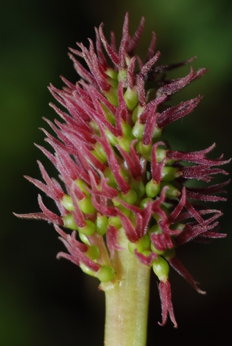 Gunnera magellanica