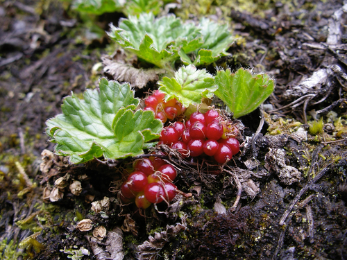 Gunneraceae