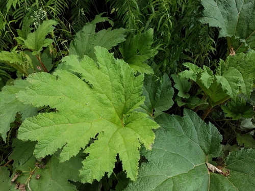 Gunnera manicata
