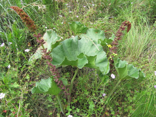 Gunnera perpensa